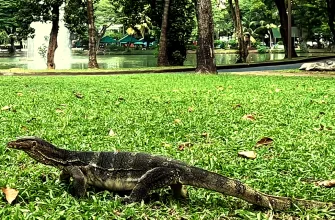 asian water monitor in bangkok