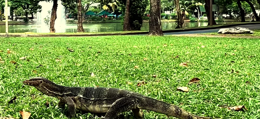 asian water monitor in bangkok