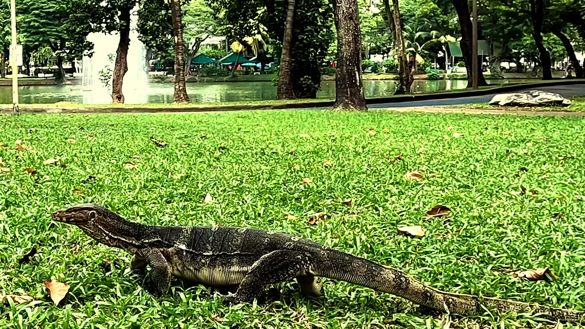 asian water monitor in bangkok