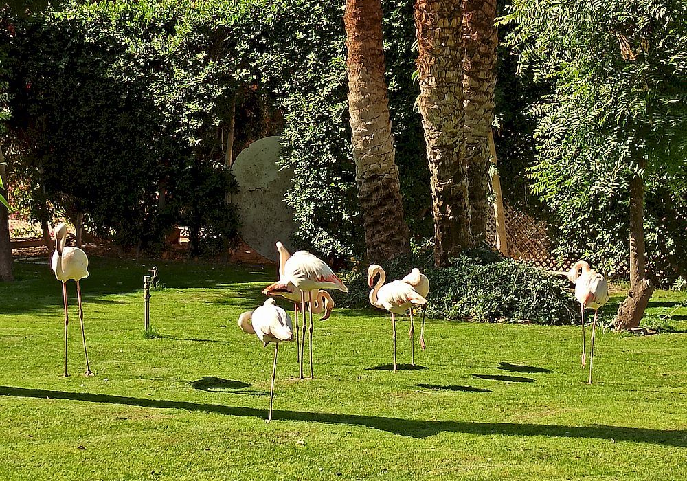 flamingos on the grounds of Winter Palace Luxor