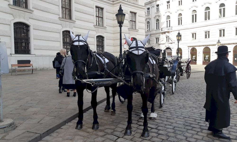 horses with blinders