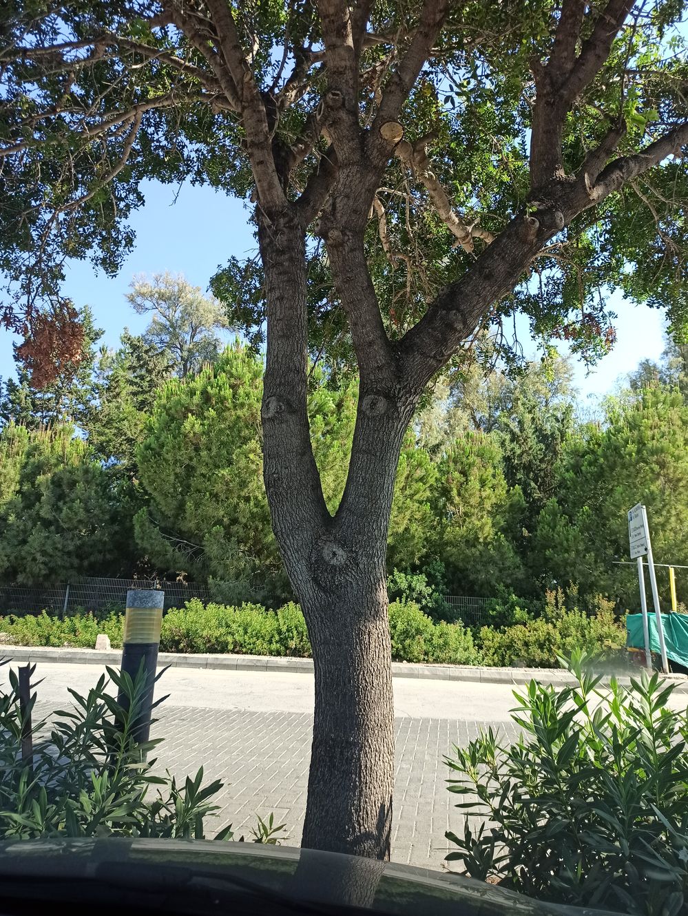 pareidolia