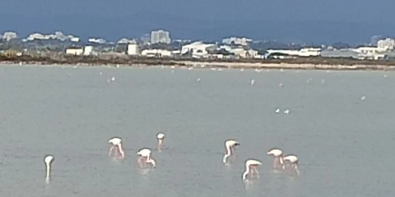 pink flamingos in larnaca cyprus