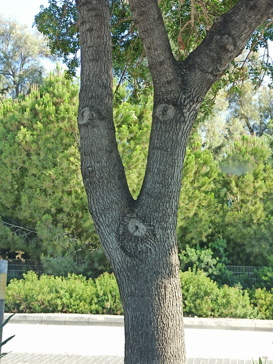 tree with human face