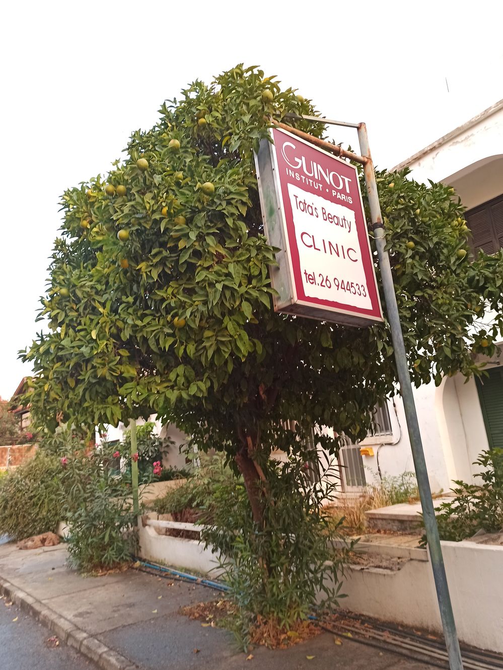 Cyprus: Nature’s treats growing on trees