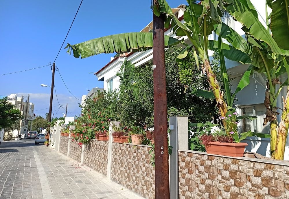 bananas in cyprus