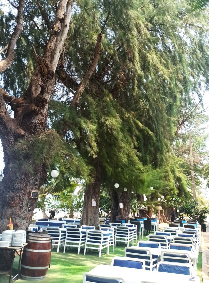 beach with coniferous trees in pattaya