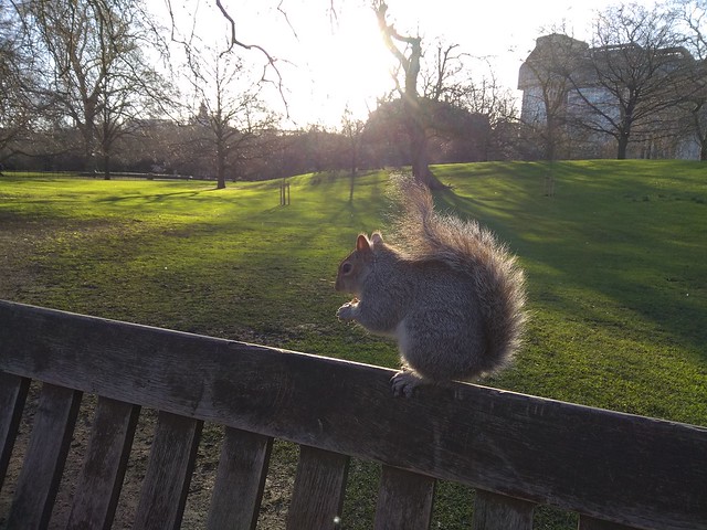 squirrel in London