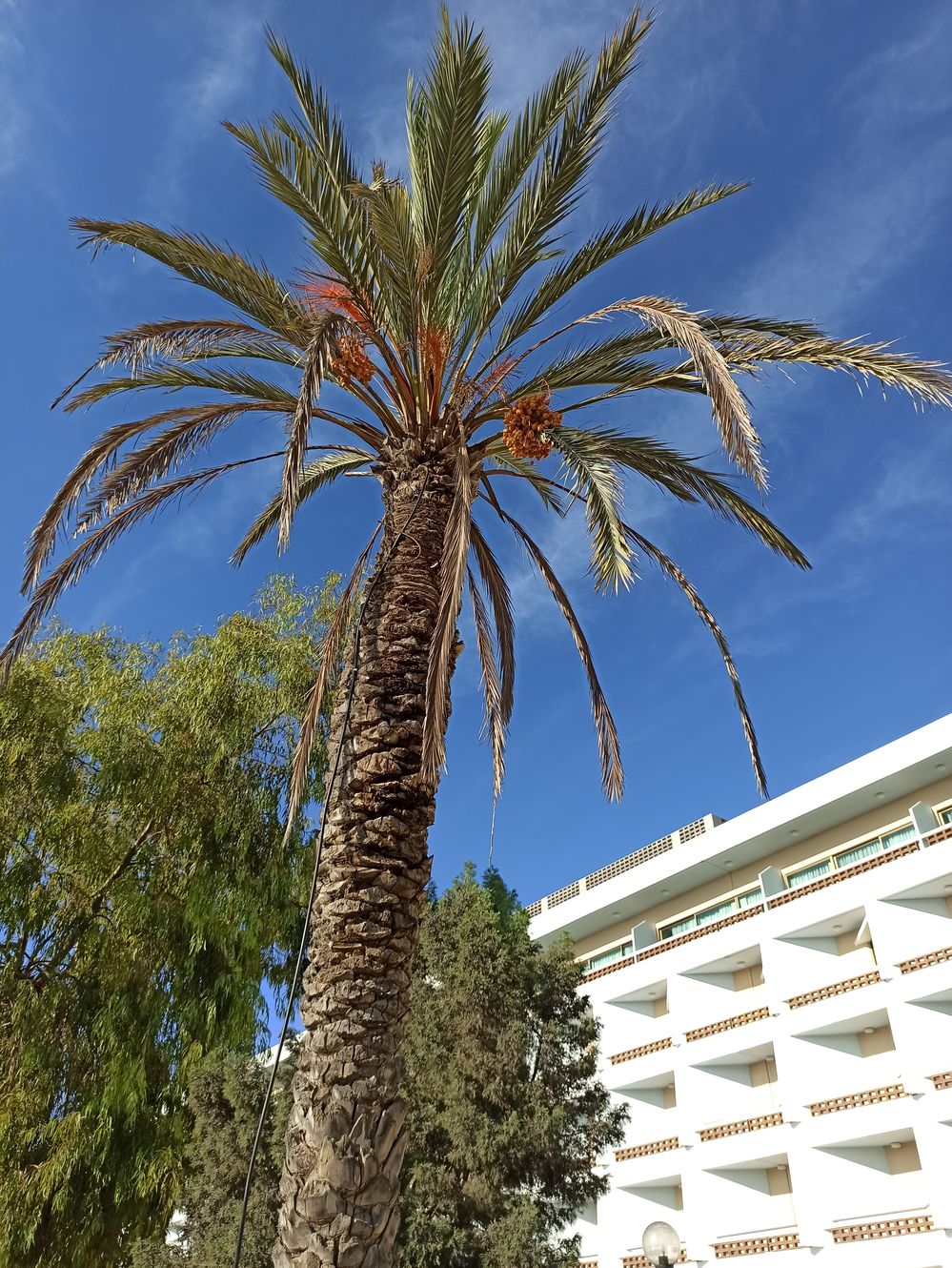 Cyprus: Nature’s treats growing on trees