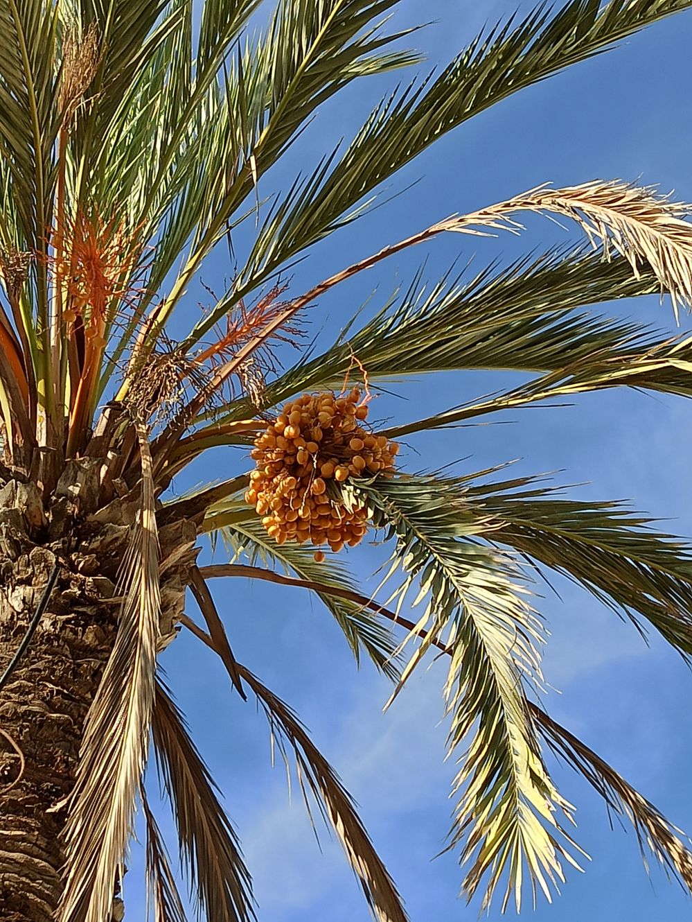 Cyprus: Nature’s treats growing on trees