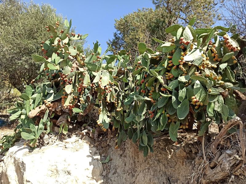 cyprus edible cacti prickly pear