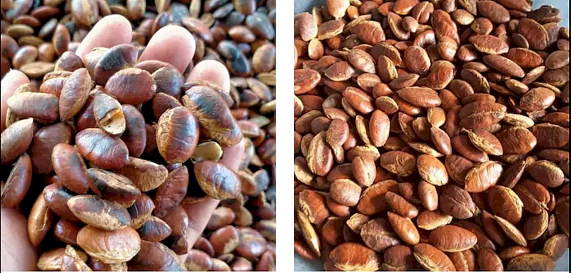 krabok seeds