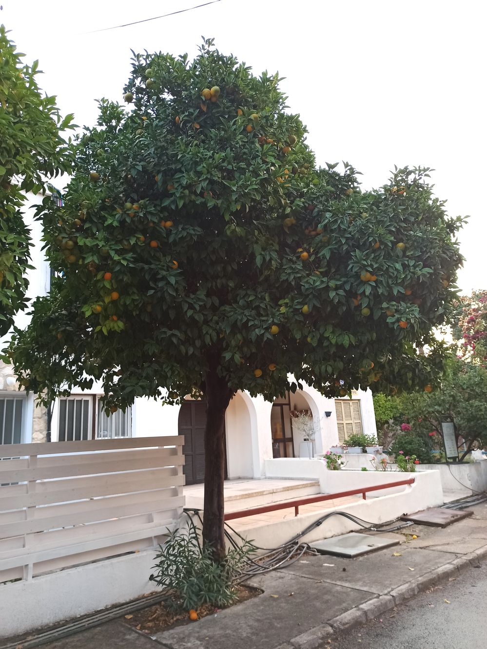 Cyprus: Nature’s treats growing on trees