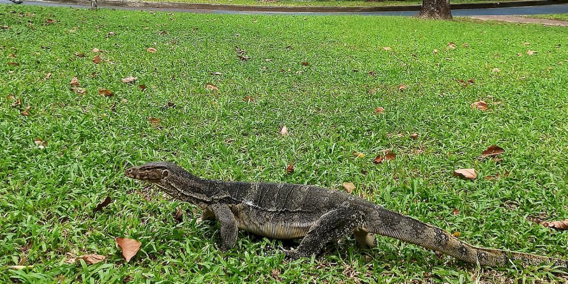 monitor lizard bangkok thailand