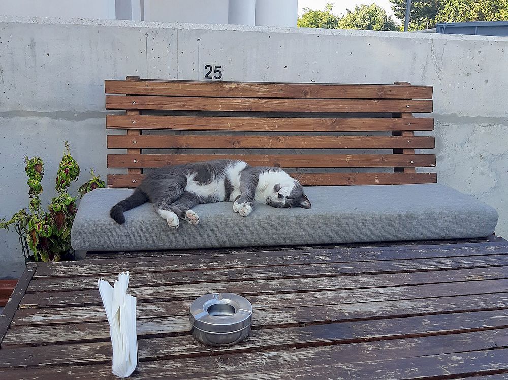 cyprus island of cats