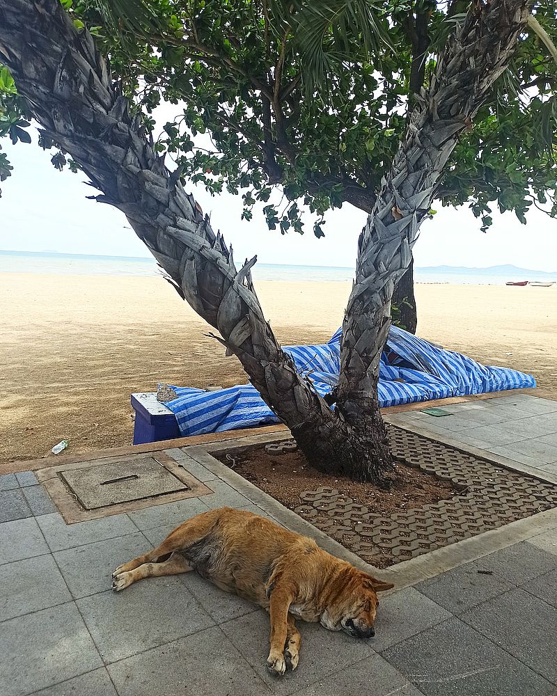 dogs on the beach in Pattaya