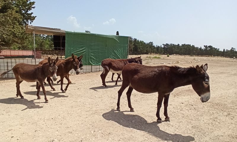 paphiakos animal welfare friends