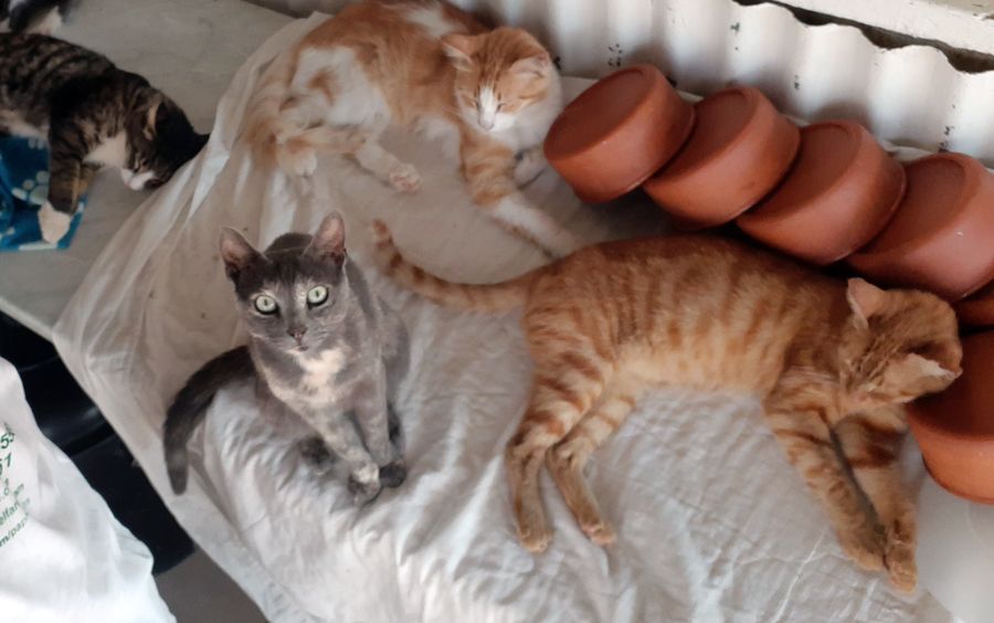 Paphos animal shelter