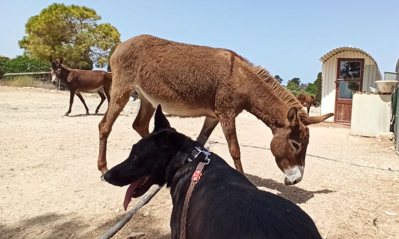 animal shelter in paphos