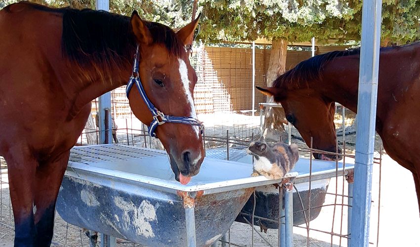 Animal shelter in Paphos